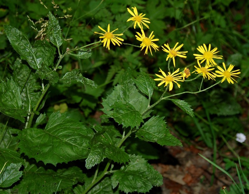 Fioriture magellensi  3