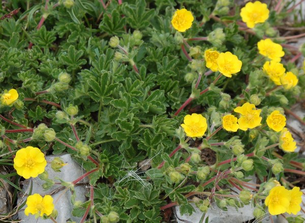 Fioriture magellensi  4