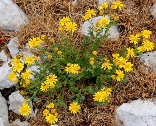 Fioriture magellensi  3