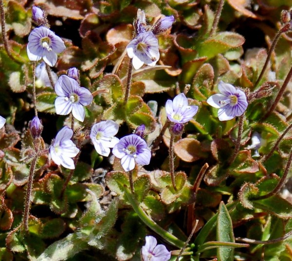 Fioriture magellensi  3