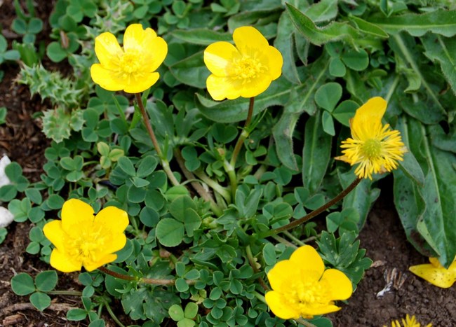 Fioriture magellensi  4