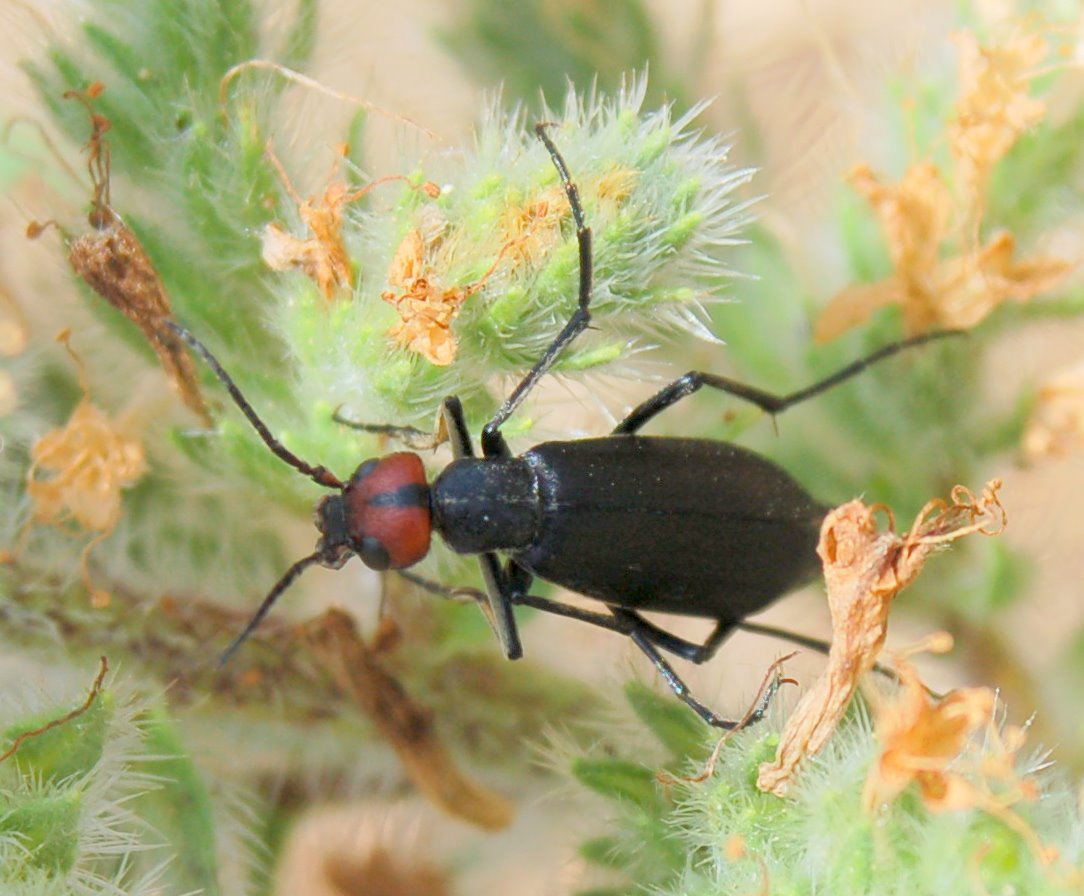 Coleottero dalla testa rossa: Epicauta rufidorsum (Meloidae)