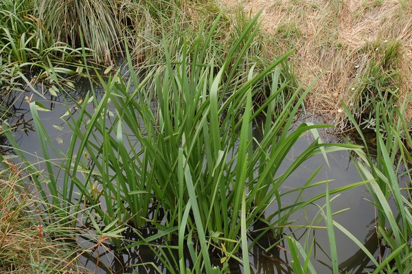 Coleotteri bronzei