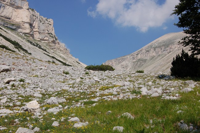 Fioriture magellensi  4
