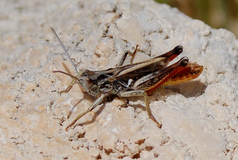 Cavallette dalla Majella