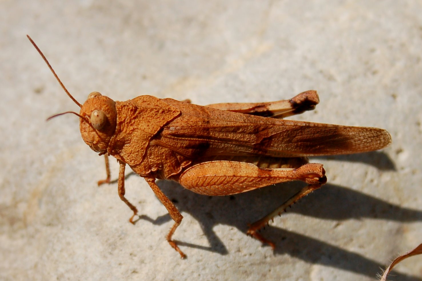 Cavallette dalla Majella