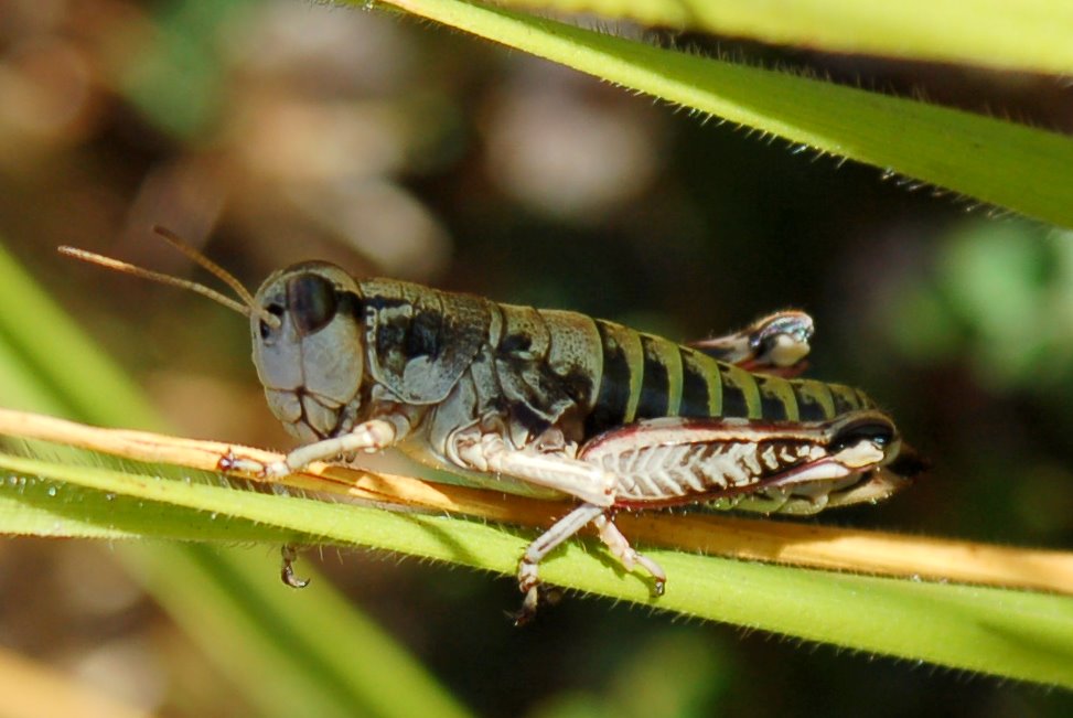 Cavallette dalla Majella