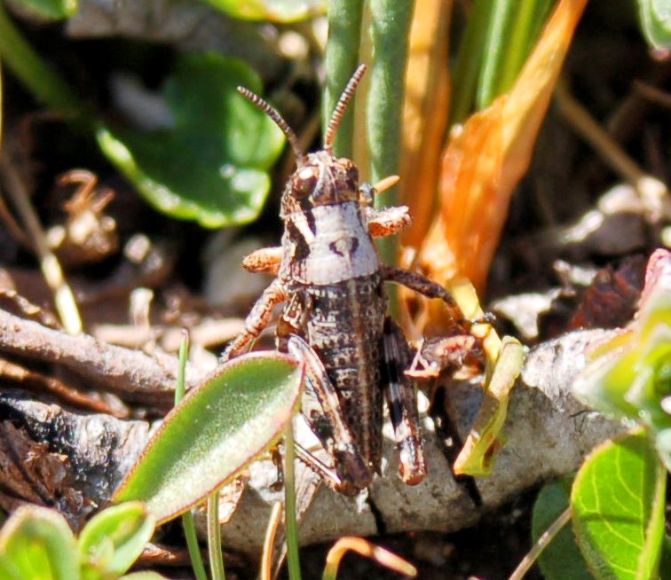 Cavallette dalla Majella