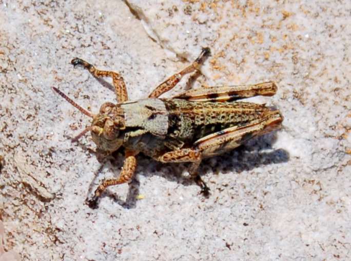 Cavallette dalla Majella