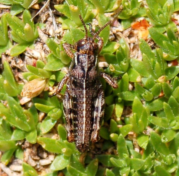 Cavallette dalla Majella