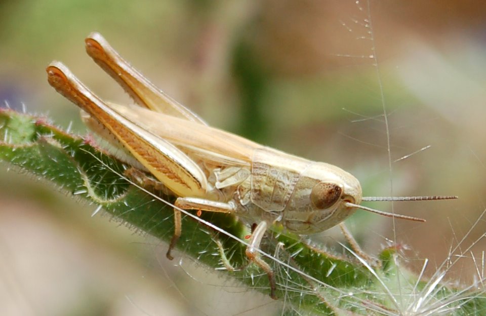 Cavallette dalla Majella