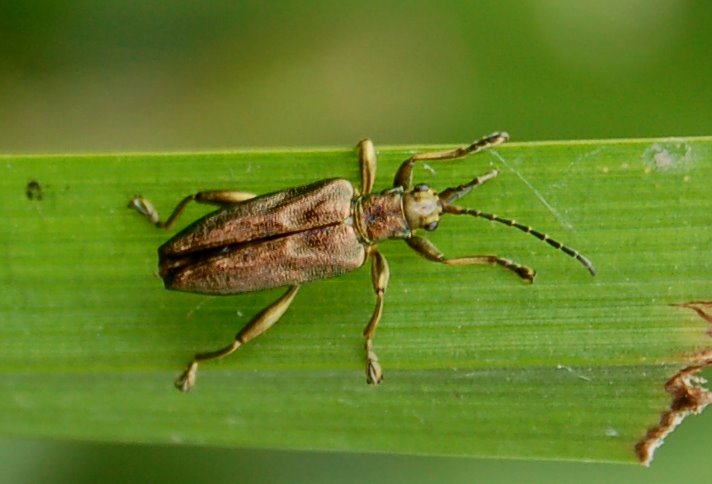 Coleotteri bronzei