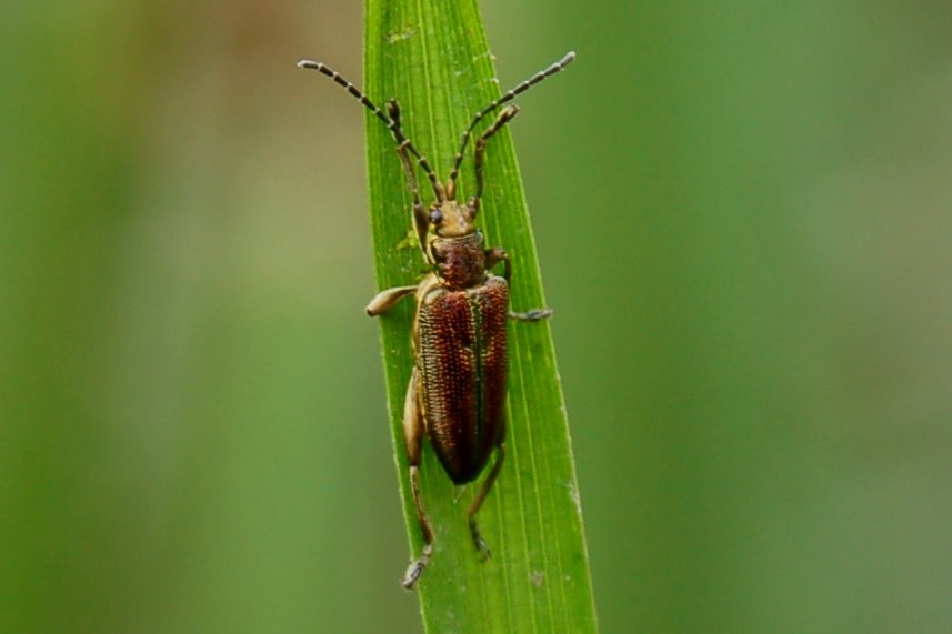 Coleotteri bronzei