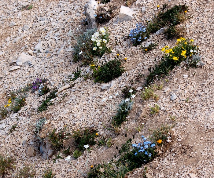 Fioriture magellensi  2