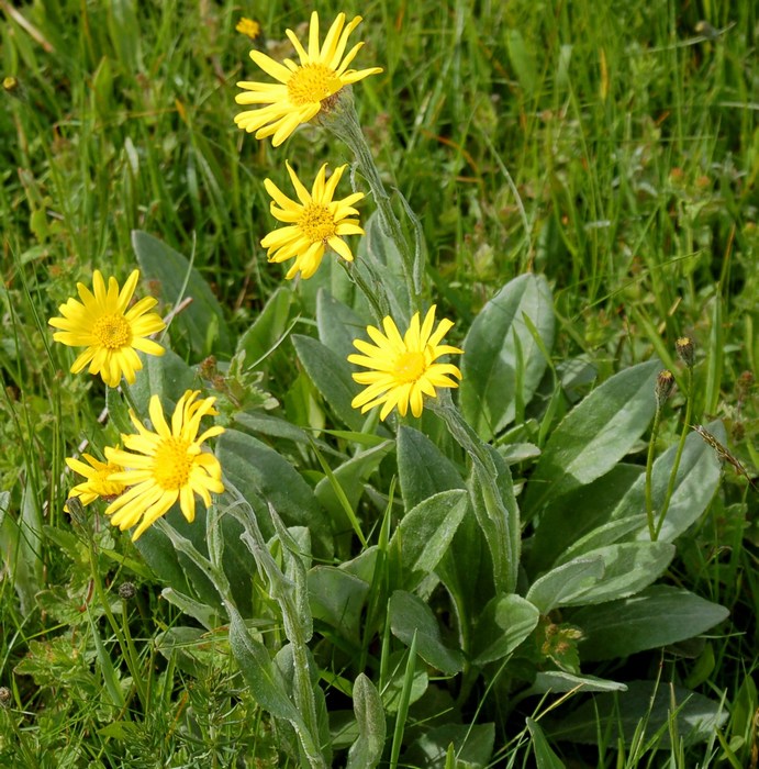 Fioriture magellensi  2