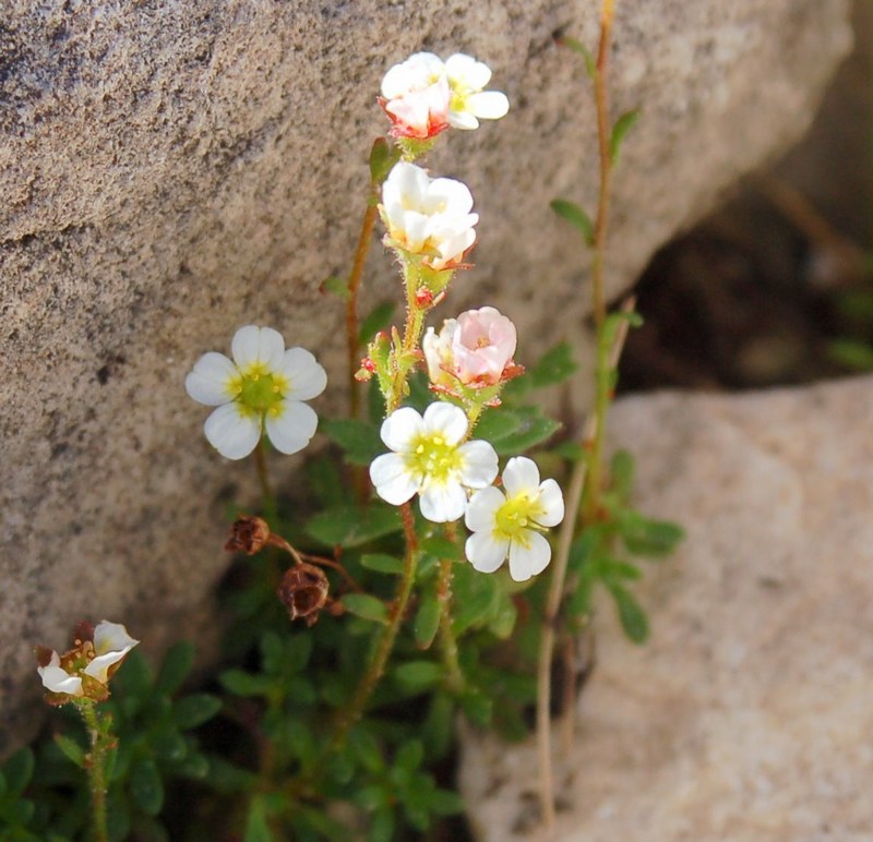 Fioriture magellensi  2