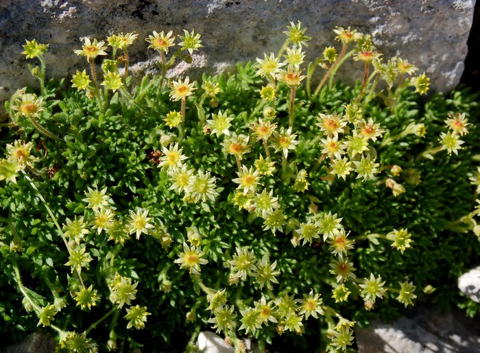 Fioriture magellensi  2