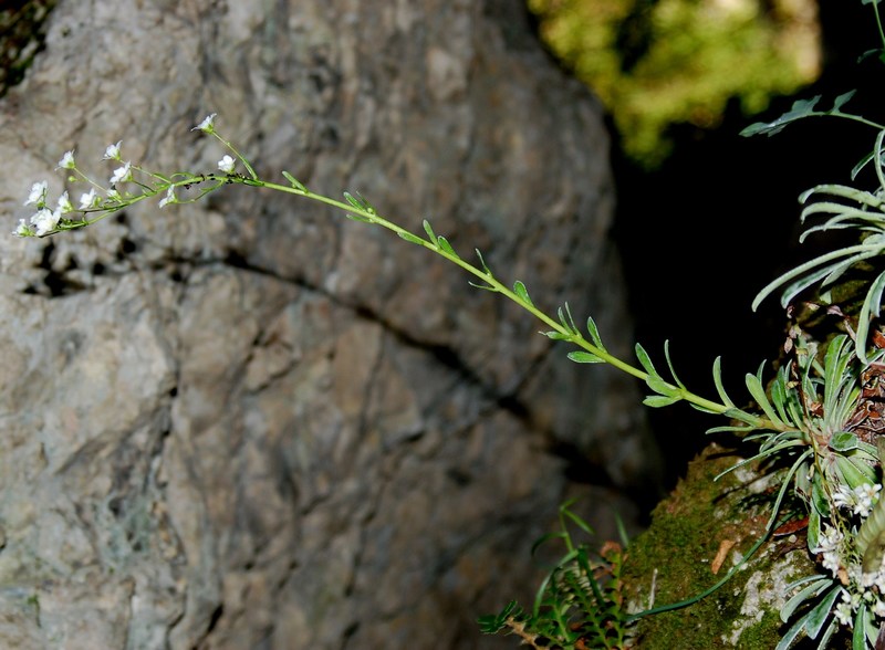 Fioriture magellensi  2