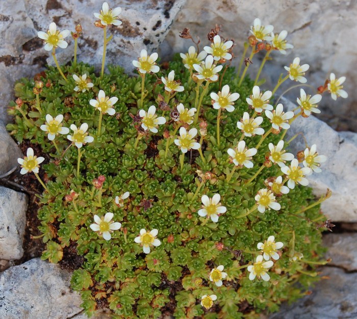 Fioriture magellensi  2