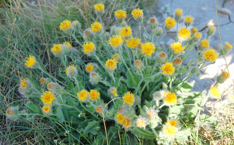 Fioriture magellensi  2