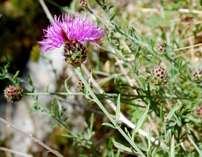 Fioriture magellensi  2