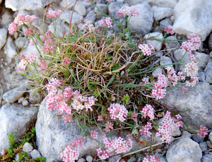 Fioriture magellensi  2