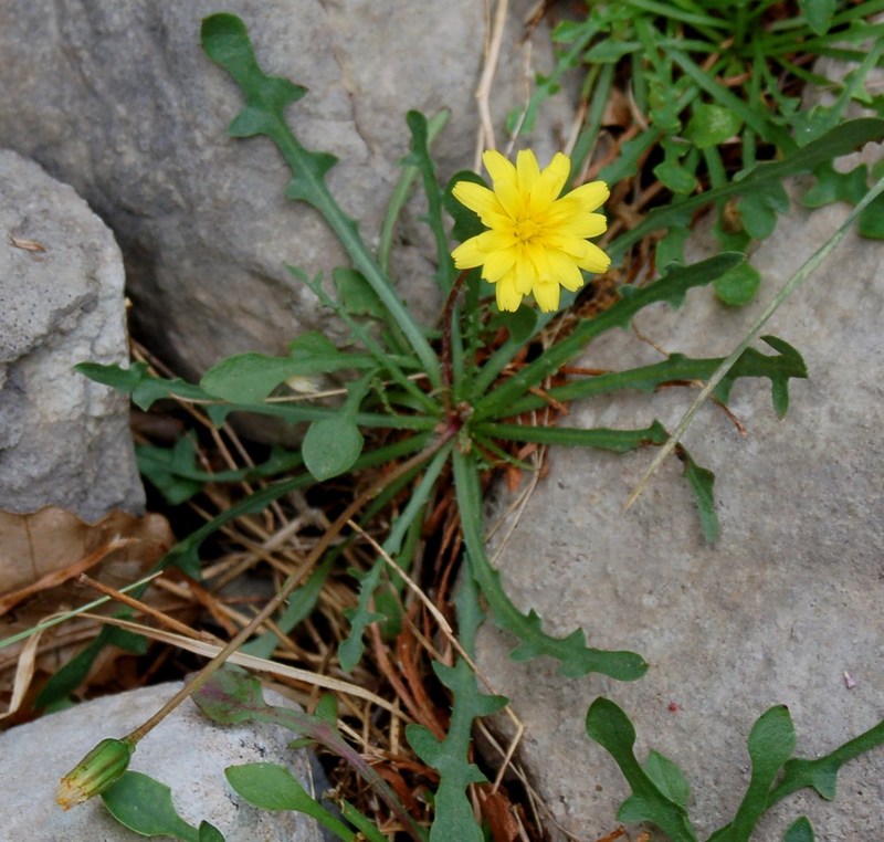 Fioriture magellensi  2