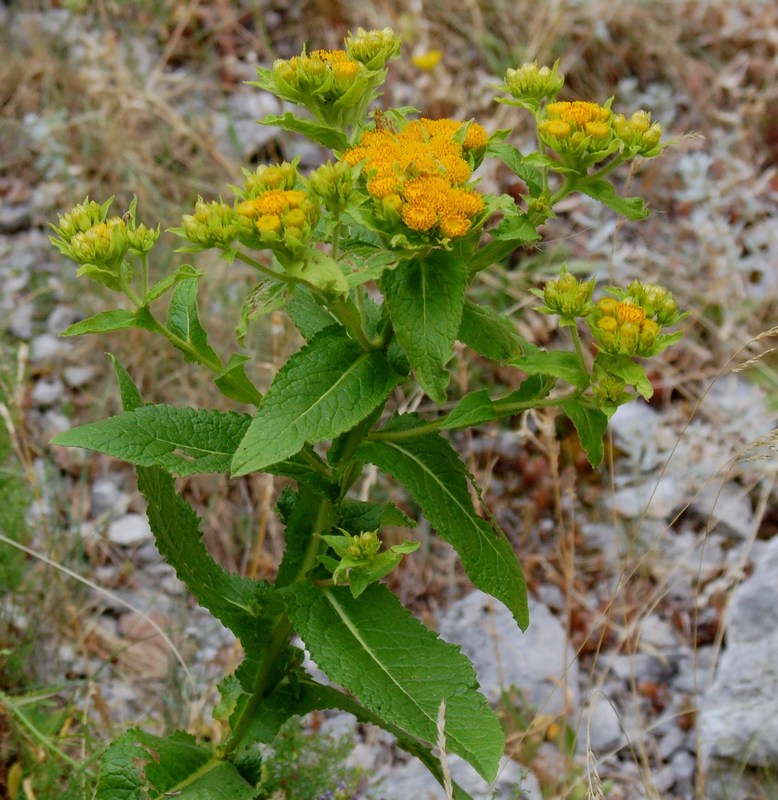 Fioriture magellensi  2
