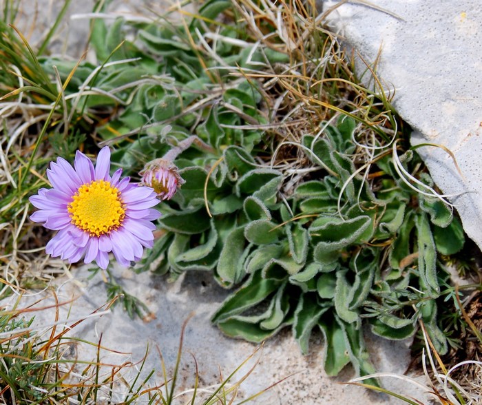 Fioriture magellensi  2