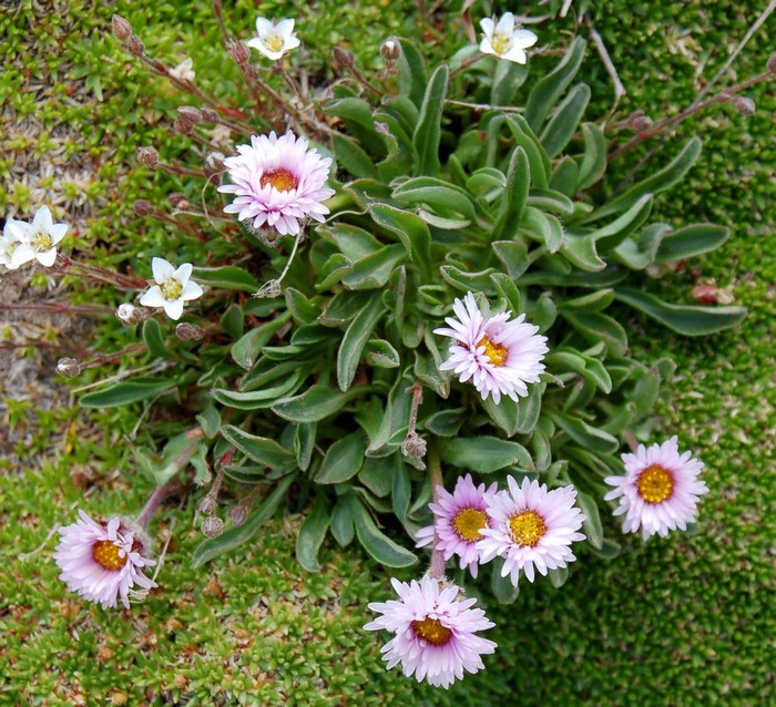 Fioriture magellensi  2