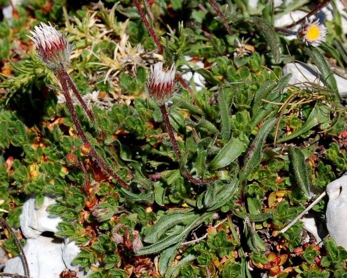 Fioriture magellensi  2