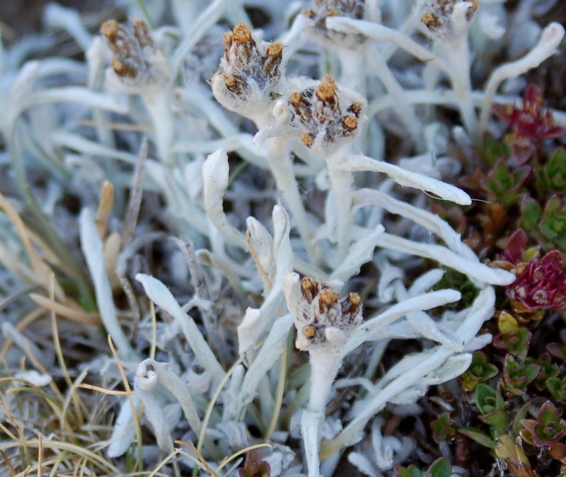 Fioriture magellensi  2