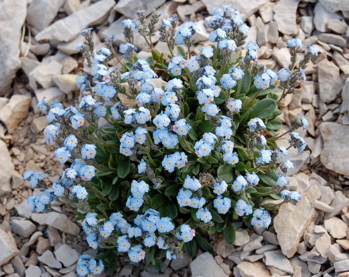 Fioriture magellensi  2