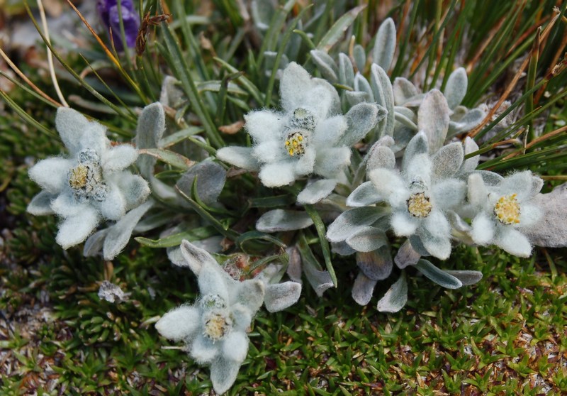 Fioriture magellensi  2