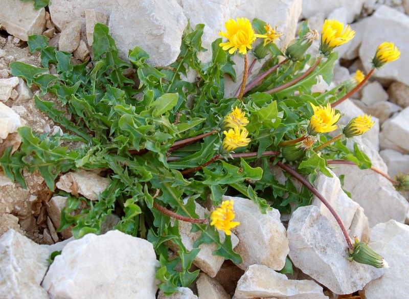 Fioriture magellensi  2