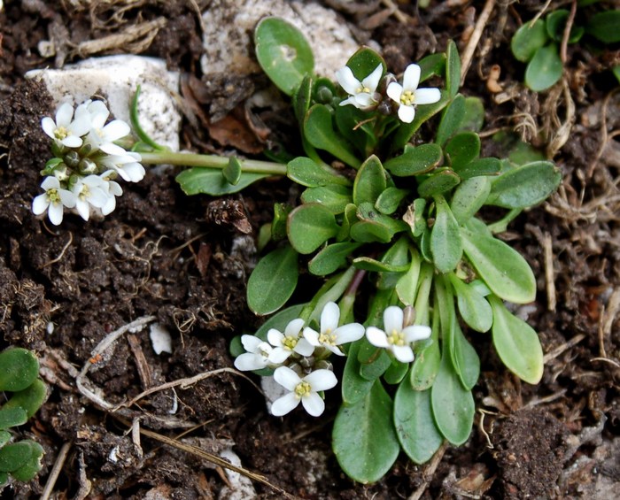 Fioriture magellensi  2