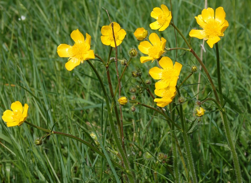 Fioriture magellensi  2