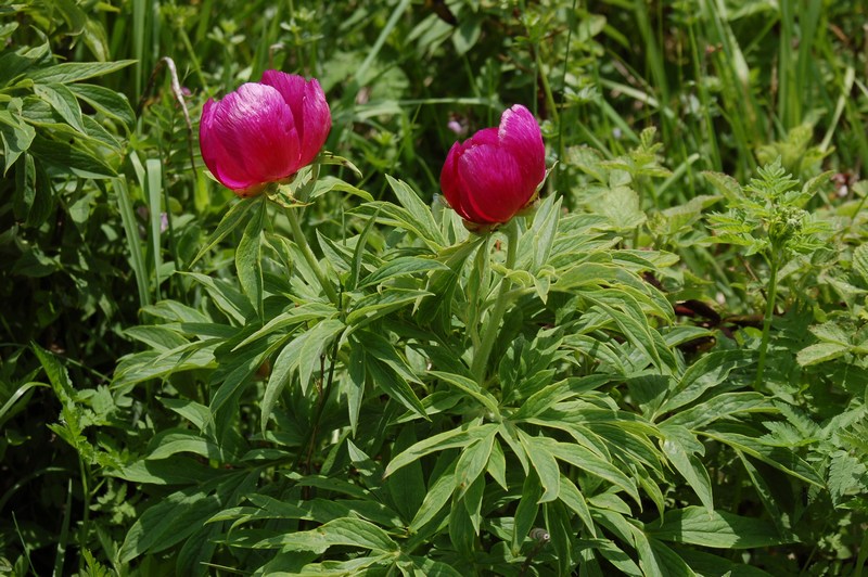 Fioriture magellensi  2