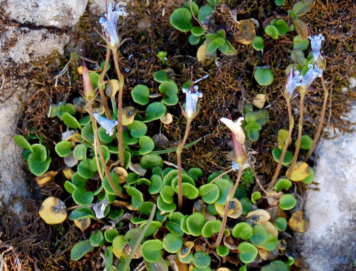 Fioriture magellensi  2
