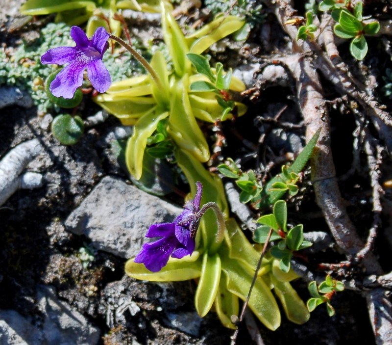 Fioriture magellensi  2