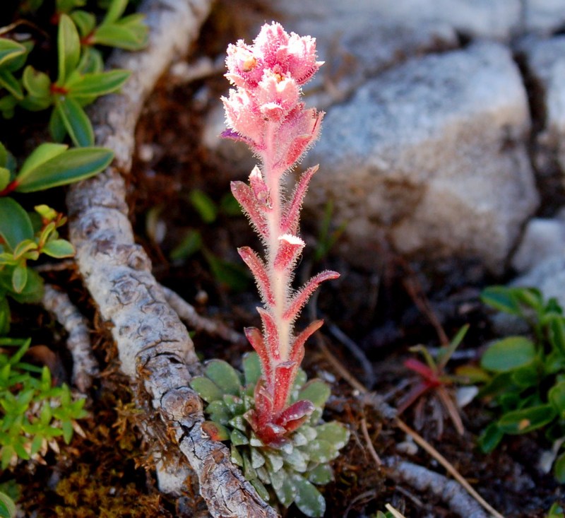 Fioriture magellensi  2