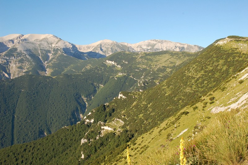 Fioriture magellensi  2
