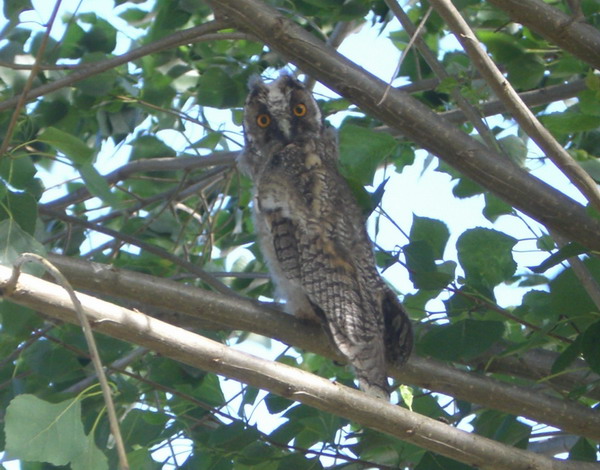asio otus