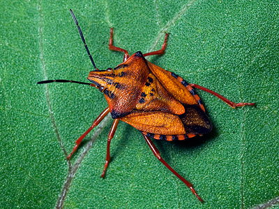 Quattro cimici (Carpocoris e Dolycoris)