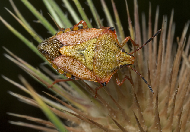 Quattro cimici (Carpocoris e Dolycoris)