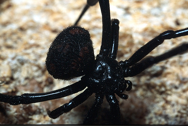 Latrodectus tredecimguttatus melanica