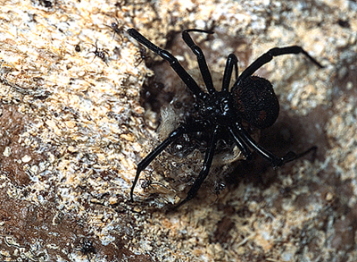 Latrodectus tredecimguttatus melanica