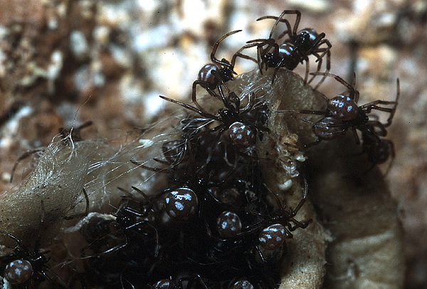 Latrodectus tredecimguttatus melanica