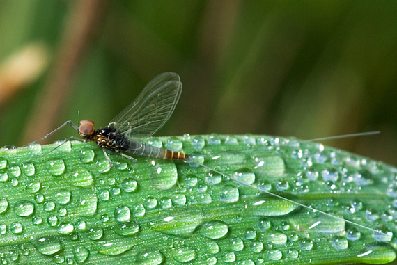 Baetis buceratus