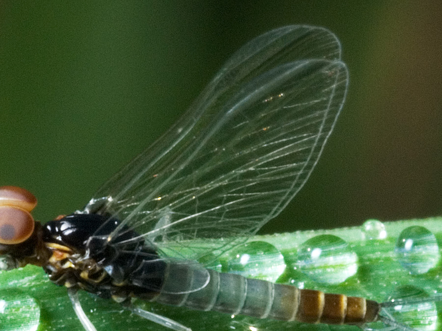 Baetis buceratus